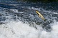 Iberian chub. Fish jumping out of water, trying to get over dam in fast-flowing river. Royalty Free Stock Photo