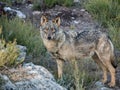 Iberian female wolf Canis lupus signatus in the forest Royalty Free Stock Photo