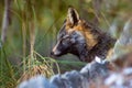 Iberian fox starving at people Royalty Free Stock Photo