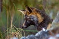 Iberian fox starving at people Royalty Free Stock Photo