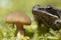 Iberian frog Rana iberica leggy frog