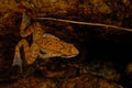 Iberian frog Rana iberica in a pond of Baixa-Limia, Orense, Spain Royalty Free Stock Photo