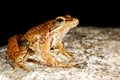 Iberian frog Rana iberica in a pond of Baixa-Limia, Orense, Spain Royalty Free Stock Photo