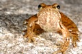 Iberian frog Rana iberica in a pond of Baixa-Limia, Orense, Spain Royalty Free Stock Photo