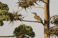 Iberian Green Woodpecker Picus sharpei Costa Ballena Cadiz