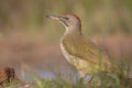 The Iberian green woodpecker Picus sharpei resting on the ground at a pool. Royalty Free Stock Photo