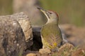 The Iberian green woodpecker Picus sharpei resting on the ground at a pool. Royalty Free Stock Photo