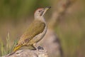 The Iberian green woodpecker Picus sharpei resting on the ground at a pool. Royalty Free Stock Photo