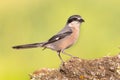 Iberian Grey Shrike on bright background