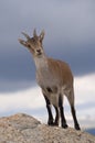 Iberian ibex, Capra pyrenaica, Iberian Ibex, Royalty Free Stock Photo