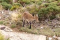 The Iberian ibex (Capra pyrenaica), one female animal standing among mountain pine