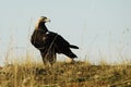 Iberian imperial eagle Royalty Free Stock Photo
