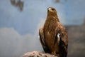 Iberian imperial eagle Royalty Free Stock Photo