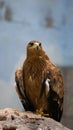 Iberian imperial eagle Royalty Free Stock Photo