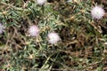 Iberian knapweed, Iberian star-thistle, Centaurea iberica Royalty Free Stock Photo