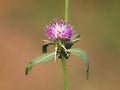 Iberian knapweed or Iberian star-thistle, Centaurea iberica Royalty Free Stock Photo