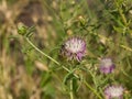 Iberian Knapweed or star-thistle, Centaurea iberica flower with bees macro, selective focus, shallow DOF Royalty Free Stock Photo