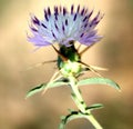 Iberian knapweed, Iberian star-thistle, Centaurea iberica Royalty Free Stock Photo
