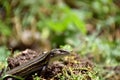 Iberian lizard (Podarcis hispanicus) basking in the sun on the grass.