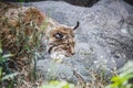Iberian lynx chasing a bird