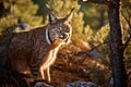 Iberian lynx forest animal. Generate Ai Royalty Free Stock Photo