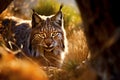 Iberian lynx. Generate Ai