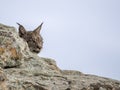 Iberian lynx hidden