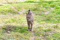 Iberian lynx Lynx pardinus carnivorous mammal of the Felidae family Royalty Free Stock Photo