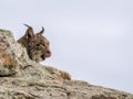 Iberian lynx ( Lynx pardinus) licking its nose