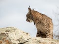 Iberian lynx ( Lynx pardinus) licking its nose
