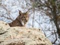 Iberian lynx ( Lynx pardinus ) lying down on a rock