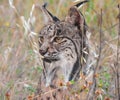 The Iberian lynx Lynx pardinus in the forest