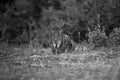 The Iberian lynx (Lynx pardinus), an adult female lurks for prey.