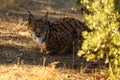 The Iberian lynx Lynx pardinus, an adult female lynx lying behind a green bush. A large Spanish lynx lurks behind a bush