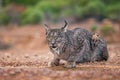 Iberian lynx - Lynx pardinus, beautiful large critically endangered cat