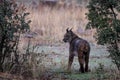 Iberian lynx - Lynx pardinus, beautiful large critically endangered cat