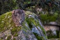 Iberian lynx - Lynx pardinus, beautiful large critically endangered cat