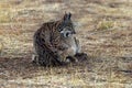 The Iberian lynx (Lynx pardinus), kittens playing. Royalty Free Stock Photo