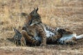 The Iberian lynx (Lynx pardinus), kittens playing. Royalty Free Stock Photo