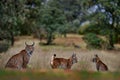 Iberian lynx, Lynx pardinus, mother with two young kitten, wild cat endemic to Iberian Peninsula in southwestern Spain in Europe.