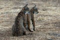 The Iberian lynx Lynx pardinus, portrait of a two young cat after sunset. Two lynx kittens in yellow grass Royalty Free Stock Photo