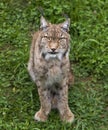 Iberian lynx