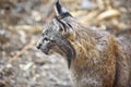 Iberian lynx profile Royalty Free Stock Photo