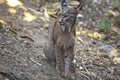 Iberian lynx sat