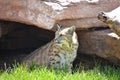 Iberian Lynx in the Shade of a Rock Royalty Free Stock Photo