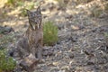 Iberian lynx sitting on alert