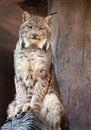 Iberian Lynx smile.