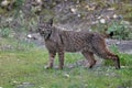 Iberian lynx walking in the Sierra Morena forest in Andalusia, Spain
