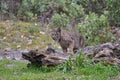 Iberian lynx walking in the Sierra Morena forest in Andalusia, Spain