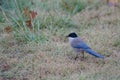 Iberian magpie Cyanopica cooki covered by water drops. Royalty Free Stock Photo